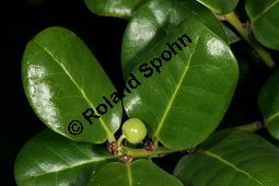 Kanarische Stechpalme, Kanaren-Stechpalme, Ilex canariensis Kauf von 06605_ilex_canariensis_img_2243.jpg