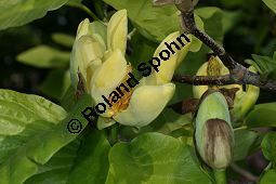 Gurken-Magnolia, Magnolia acuminata Kauf von 06609_magnolia_acuminata_img_1875.jpg