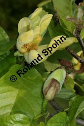 Gurken-Magnolia, Magnolia acuminata Kauf von 06609_magnolia_acuminata_img_1876.jpg