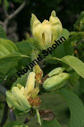 Gurken-Magnolia, Magnolia acuminata Kauf von 06609_magnolia_acuminata_img_1877.jpg