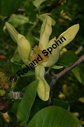 Gurken-Magnolia, Magnolia acuminata Kauf von 06609_magnolia_acuminata_img_1878.jpg