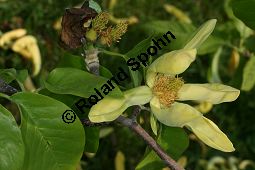 Gurken-Magnolia, Magnolia acuminata Kauf von 06609_magnolia_acuminata_img_1879.jpg