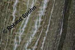 Amerikanischer Schlangenhaut-Ahorn, Acer pensylvanicum Kauf von 06612_acer_pensylvanicum_dsc_7162.jpg