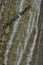 Amerikanischer Schlangenhaut-Ahorn, Acer pensylvanicum Kauf von 06612_acer_pensylvanicum_dsc_7163.jpg