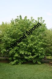 Amerikanischer Schlangenhaut-Ahorn, Acer pensylvanicum Kauf von 06612_acer_pensylvanicum_img_1796.jpg