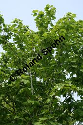 Amerikanischer Schlangenhaut-Ahorn, Acer pensylvanicum Kauf von 06612_acer_pensylvanicum_img_1798.jpg