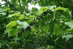 Amerikanischer Schlangenhaut-Ahorn, Acer pensylvanicum Kauf von 06612_acer_pensylvanicum_img_1799.jpg