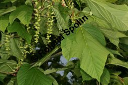 Amerikanischer Schlangenhaut-Ahorn, Acer pensylvanicum Kauf von 06612_acer_pensylvanicum_img_1800.jpg