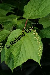 Amerikanischer Schlangenhaut-Ahorn, Acer pensylvanicum Kauf von 06612_acer_pensylvanicum_img_1801.jpg