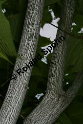 Amerikanischer Schlangenhaut-Ahorn, Acer pensylvanicum Kauf von 06612_acer_pensylvanicum_img_1803.jpg