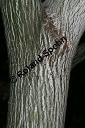 Amerikanischer Schlangenhaut-Ahorn, Acer pensylvanicum Kauf von 06612_acer_pensylvanicum_img_1804.jpg