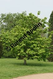 Amerikanischer Schlangenhaut-Ahorn, Acer pensylvanicum Kauf von 06612_acer_pensylvanicum_img_1818.jpg