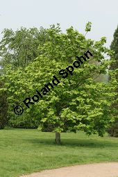 Amerikanischer Schlangenhaut-Ahorn, Acer pensylvanicum Kauf von 06612_acer_pensylvanicum_img_1819.jpg