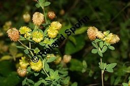 Gold-Klee, Trifolium aureum, Trifolium agrarium, Trifolium strepens, Fabaceae, Trifolium campestre, Trifolium procumbens, Gelber Acker-Klee, Feld-Klee, Blühend Kauf von 06613_trifolium_aureum_img_9118.jpg