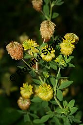 Gold-Klee, Trifolium aureum, Trifolium agrarium, Trifolium strepens, Fabaceae, Trifolium campestre, Trifolium procumbens, Gelber Acker-Klee, Feld-Klee, Blühend Kauf von 06613_trifolium_aureum_img_9119.jpg