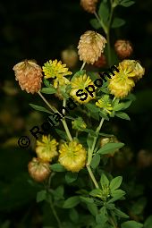 Gold-Klee, Trifolium aureum, Trifolium agrarium, Trifolium strepens, Fabaceae, Trifolium campestre, Trifolium procumbens, Gelber Acker-Klee, Feld-Klee, Blühend Kauf von 06613_trifolium_aureum_img_9121.jpg