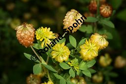 Gold-Klee, Trifolium aureum, Trifolium agrarium, Trifolium strepens, Fabaceae, Trifolium campestre, Trifolium procumbens, Gelber Acker-Klee, Feld-Klee, Blühend Kauf von 06613_trifolium_aureum_img_9122.jpg