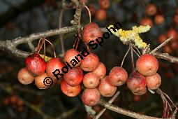 Chinesischer Apfel, Malus toringoides Kauf von 06615_malus_toringoides_img_4933.jpg
