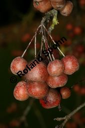 Chinesischer Apfel, Malus toringoides Kauf von 06615_malus_toringoides_img_4934.jpg