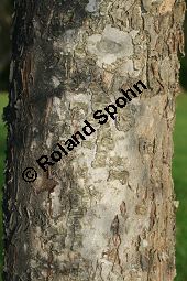 Chinesischer Apfel, Malus toringoides Kauf von 06615_malus_toringoides_img_4935.jpg