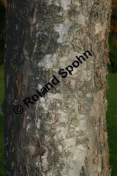 Chinesischer Apfel, Malus toringoides Kauf von 06615_malus_toringoides_img_4936.jpg