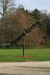 Chinesischer Apfel, Malus toringoides Kauf von 06615_malus_toringoides_img_4938.jpg