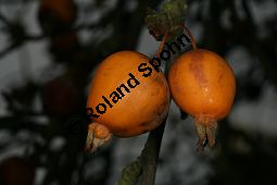 Kirsch-Apfel, Malus prunifolia var. rinkii Kauf von 06618_malus_prunifolia_rinkii_img_4976.jpg