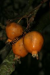 Kirsch-Apfel, Malus prunifolia var. rinkii Kauf von 06618_malus_prunifolia_rinkii_img_4977.jpg