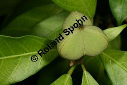 Garcia nutans Kauf von 06623_garcia_nutans_img_4989.jpg