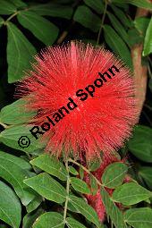 Roter Puderquastenstrauch, Schönmännchen, Calliandra haematocephala Kauf von 06624_calliandra_haematocephala_dsc_1709.jpg