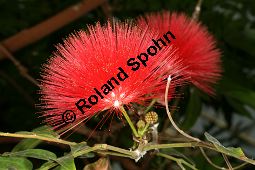 Roter Puderquastenstrauch, Schönmännchen, Calliandra haematocephala Kauf von 06624_calliandra_haematocephala_img_4990.jpg