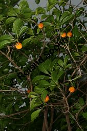 Mastichodendron foetidissimum Kauf von 06629_mastichodendron_foetidissimum_img_5011.jpg