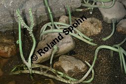 Zosterophyllum, Wurzelbildendes Fossil, ca. 408 Mio. Jahre alt Kauf von 06630_zosterophyllum_img_5016.jpg