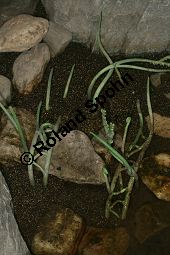 Zosterophyllum, Wurzelbildendes Fossil, ca. 408 Mio. Jahre alt Kauf von 06630_zosterophyllum_img_5017.jpg