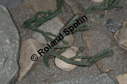 Drepanophycus, Fossil, blätterbildende Landpflanze, 360 Mio. Jahre alt Kauf von 06633_drepanophycus_img_5022.jpg