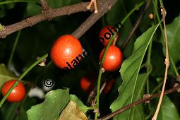 Salacia palescens Kauf von 06638_salacia_palescens_img_5049.jpg