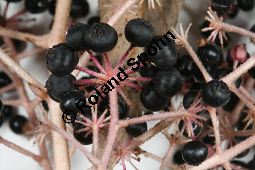 Chinesischer Angelikabaum, Chinesische Aralie, Aralia chinensis Kauf von 06646_aralia_chinensis_img_4571.jpg