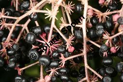 Chinesischer Angelikabaum, Chinesische Aralie, Aralia chinensis Kauf von 06646_aralia_chinensis_img_4572.jpg