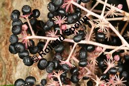 Chinesischer Angelikabaum, Chinesische Aralie, Aralia chinensis Kauf von 06646_aralia_chinensis_img_4573.jpg