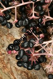 Chinesischer Angelikabaum, Chinesische Aralie, Aralia chinensis Kauf von 06646_aralia_chinensis_img_4574.jpg