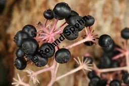 Chinesischer Angelikabaum, Chinesische Aralie, Aralia chinensis Kauf von 06646_aralia_chinensis_img_4576.jpg