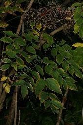 Chinesischer Angelikabaum, Chinesische Aralie, Aralia chinensis Kauf von 06646_aralia_chinensis_img_5177.jpg