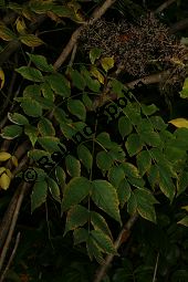 Chinesischer Angelikabaum, Chinesische Aralie, Aralia chinensis Kauf von 06646_aralia_chinensis_img_5178.jpg