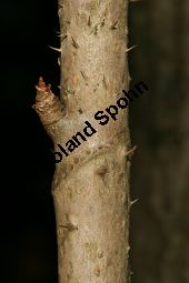 Chinesischer Angelikabaum, Chinesische Aralie, Aralia chinensis Kauf von 06646_aralia_chinensis_img_5179.jpg