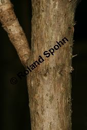 Chinesischer Angelikabaum, Chinesische Aralie, Aralia chinensis Kauf von 06646_aralia_chinensis_img_5180.jpg