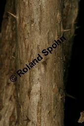 Chinesischer Angelikabaum, Chinesische Aralie, Aralia chinensis Kauf von 06646_aralia_chinensis_img_5181.jpg