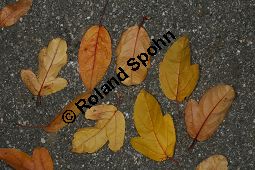 Toringo-Apfel, Japanischer Zier-Apfel, Malus toringo Kauf von 06648_malus_toringa_img_4774.jpg