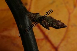 Toringo-Apfel, Japanischer Zier-Apfel, Malus toringo Kauf von 06648_malus_toringa_img_4777.jpg