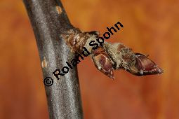 Toringo-Apfel, Japanischer Zier-Apfel, Malus toringo Kauf von 06648_malus_toringa_img_4778.jpg