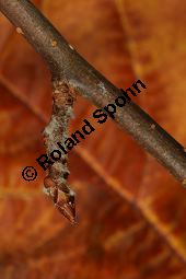 Toringo-Apfel, Japanischer Zier-Apfel, Malus toringo Kauf von 06648_malus_toringa_img_4779.jpg